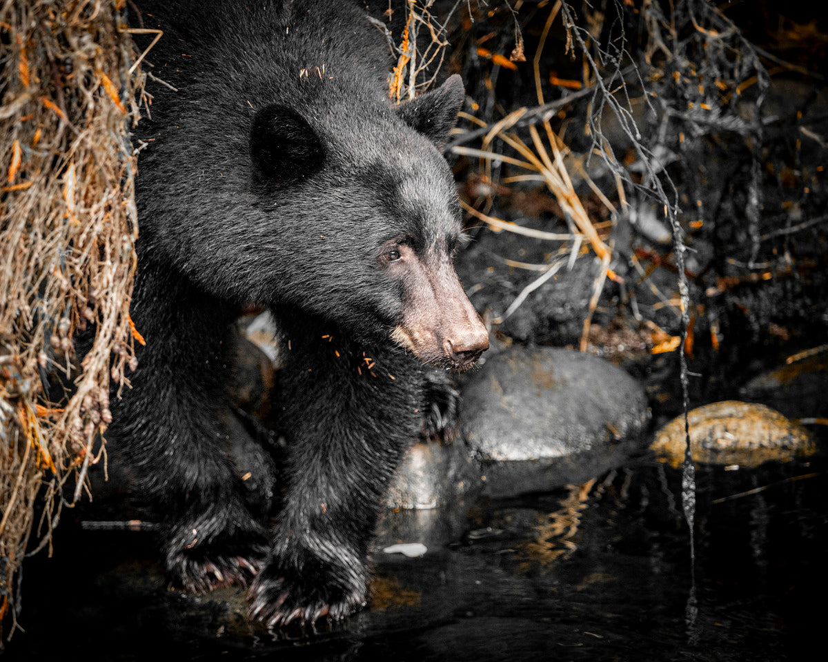 Nature & Wildlife Photography