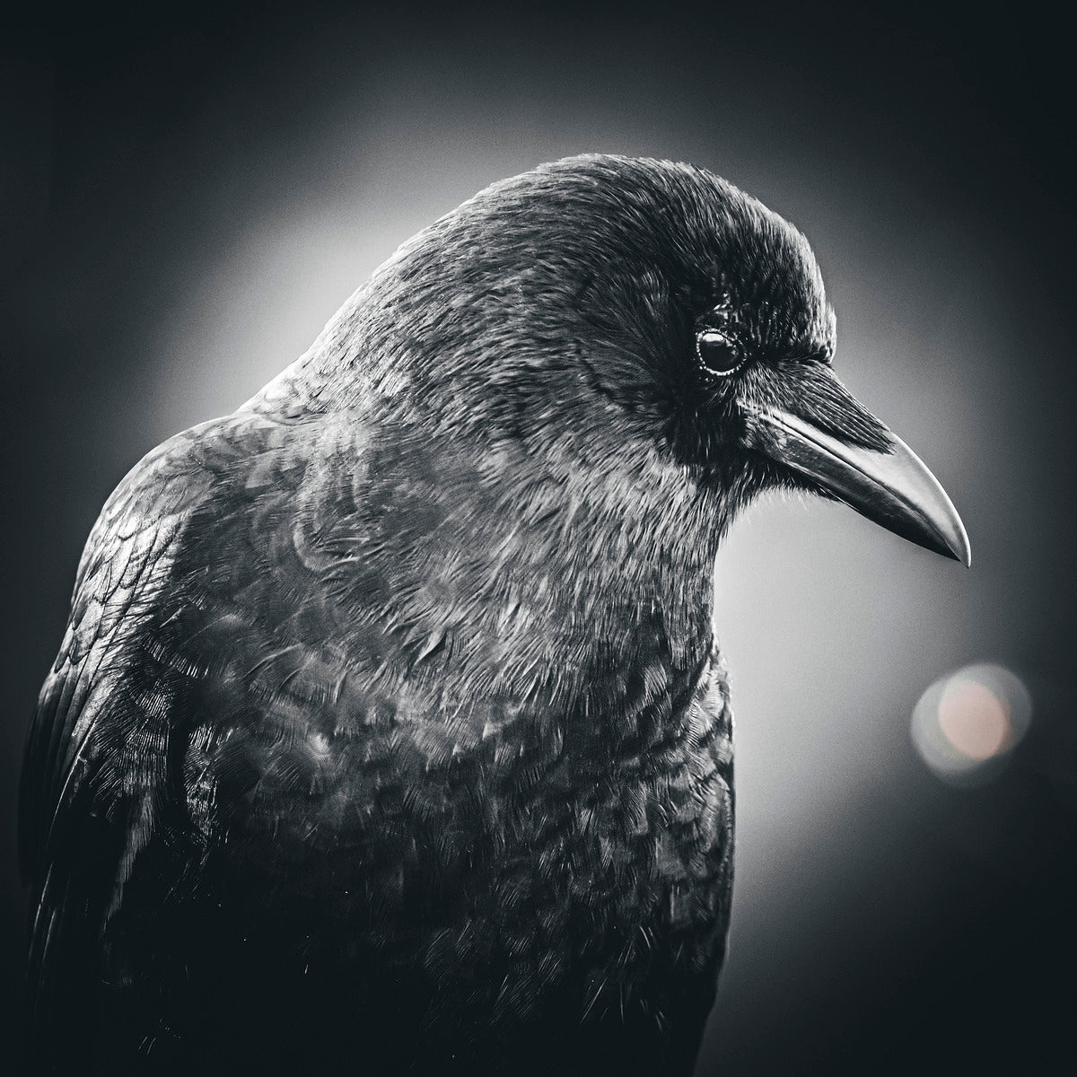 Crow Photography