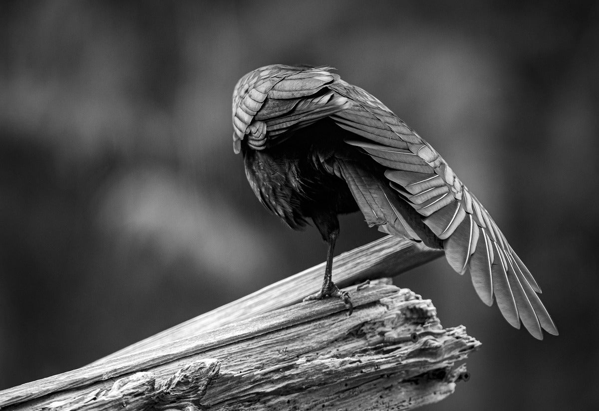 2162492 :: Giclée Fine Art Matte Paper Print