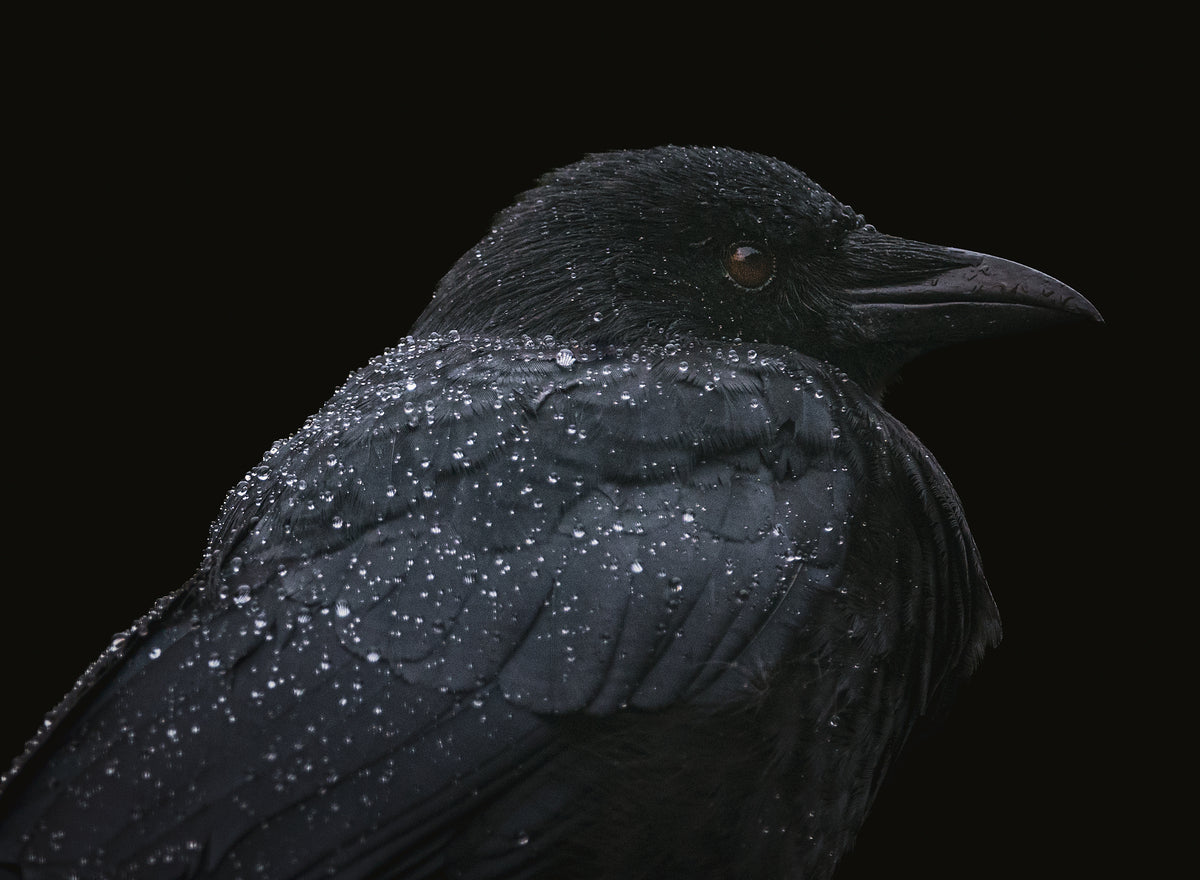 2460568 :: Giclée Rolled Canvas Print