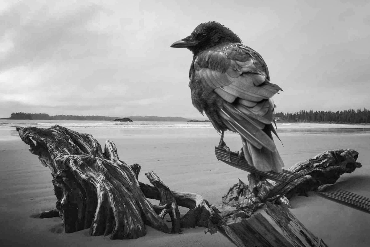 2496601 :: Giclée Fine Art Matte Paper Print