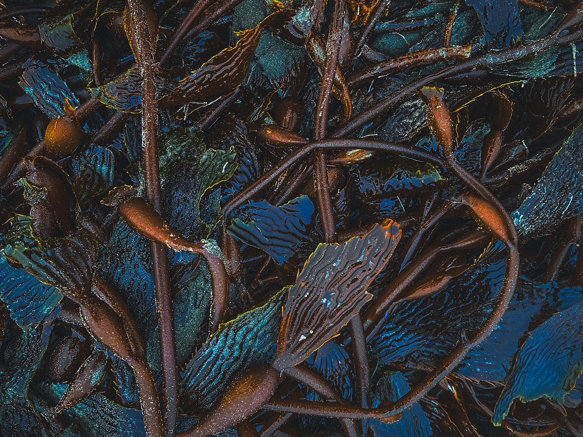 2496713 :: Giclée Fine Art Matte Paper Print