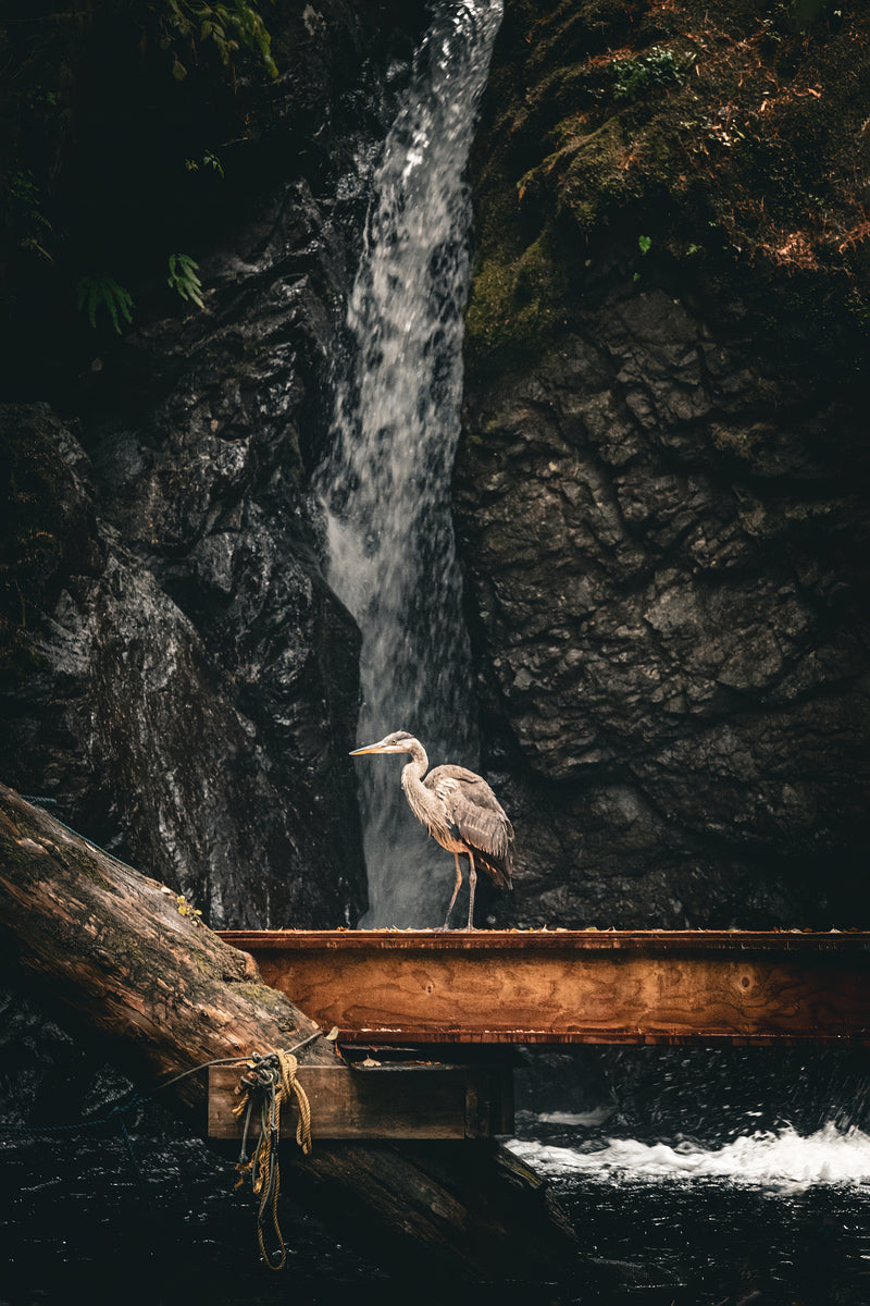 1927011 :: Giclée Rolled Canvas Print