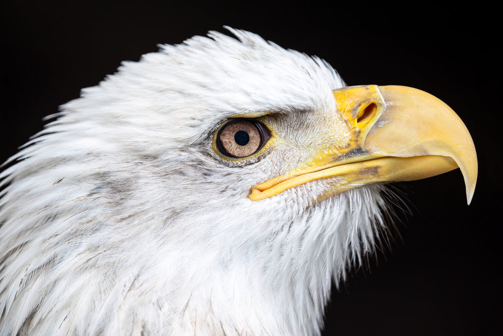 1926991 :: Giclée Poster Satin Photo Paper Print