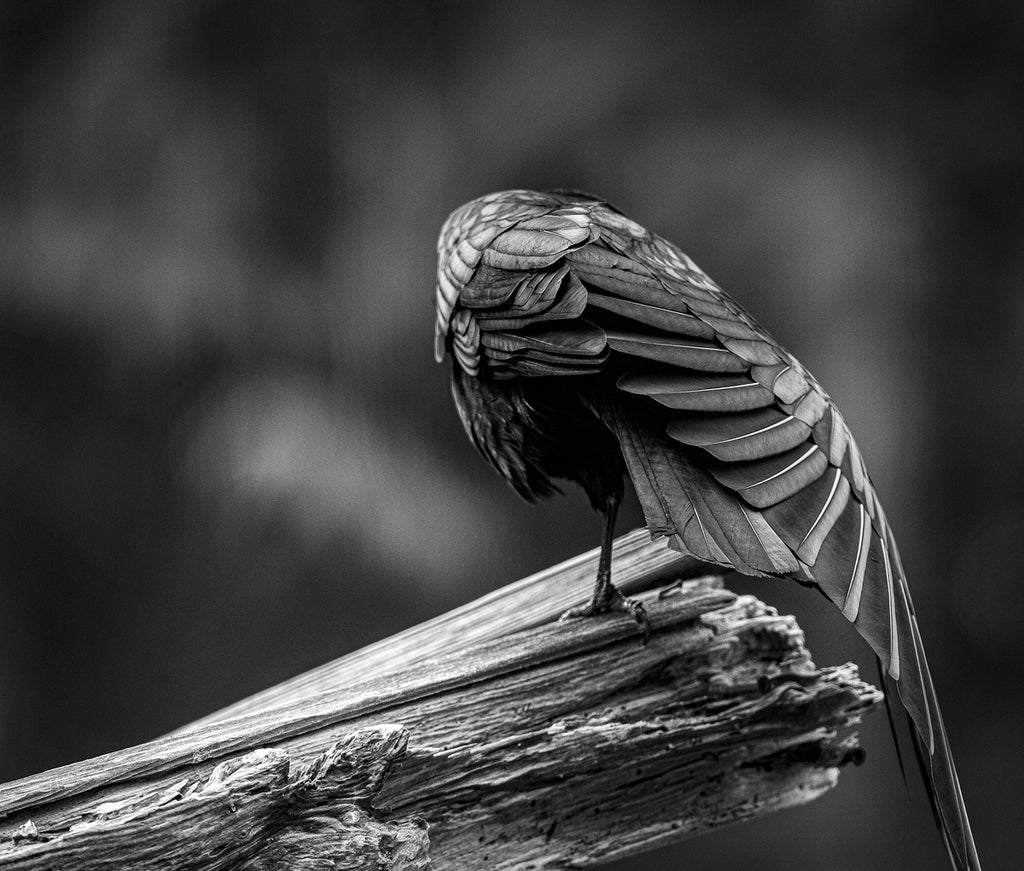 2162499 :: Giclée Poster Satin Photo Paper Print