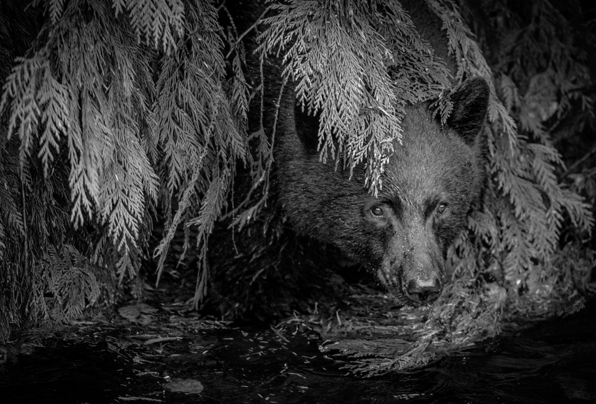 2308210 :: Giclée Fine Art Matte Paper Print