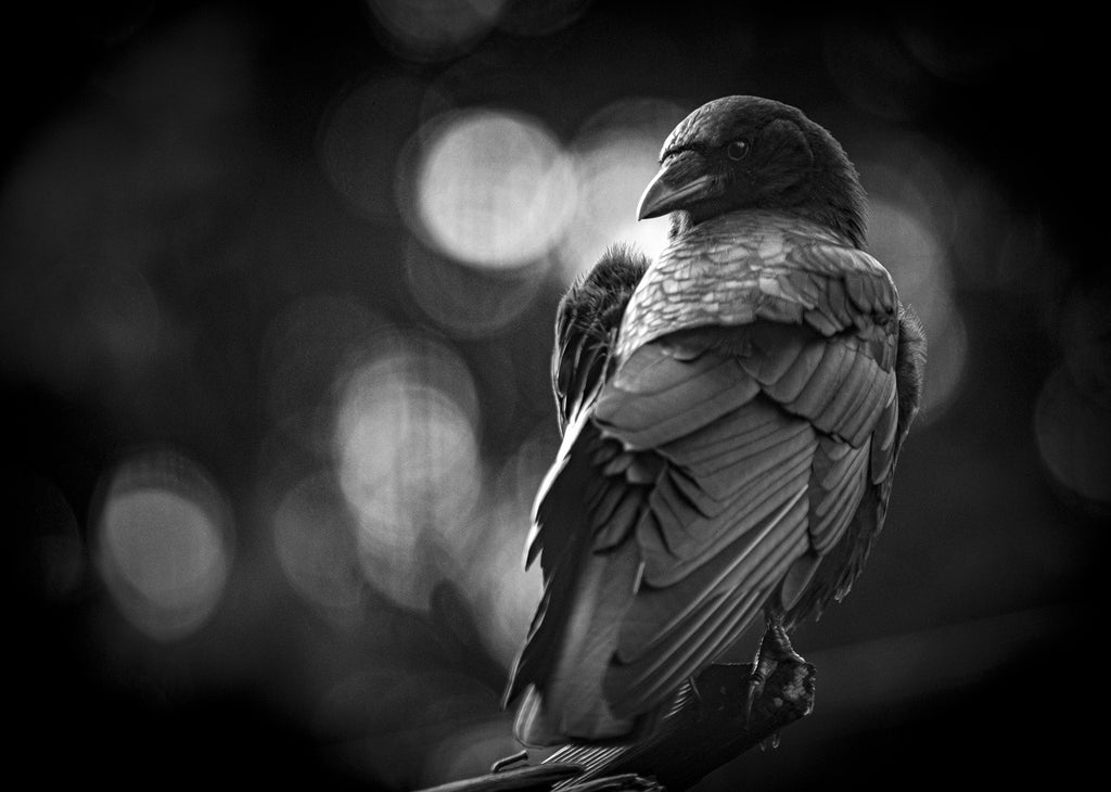 2154001 :: Giclée Poster Satin Photo Paper Print