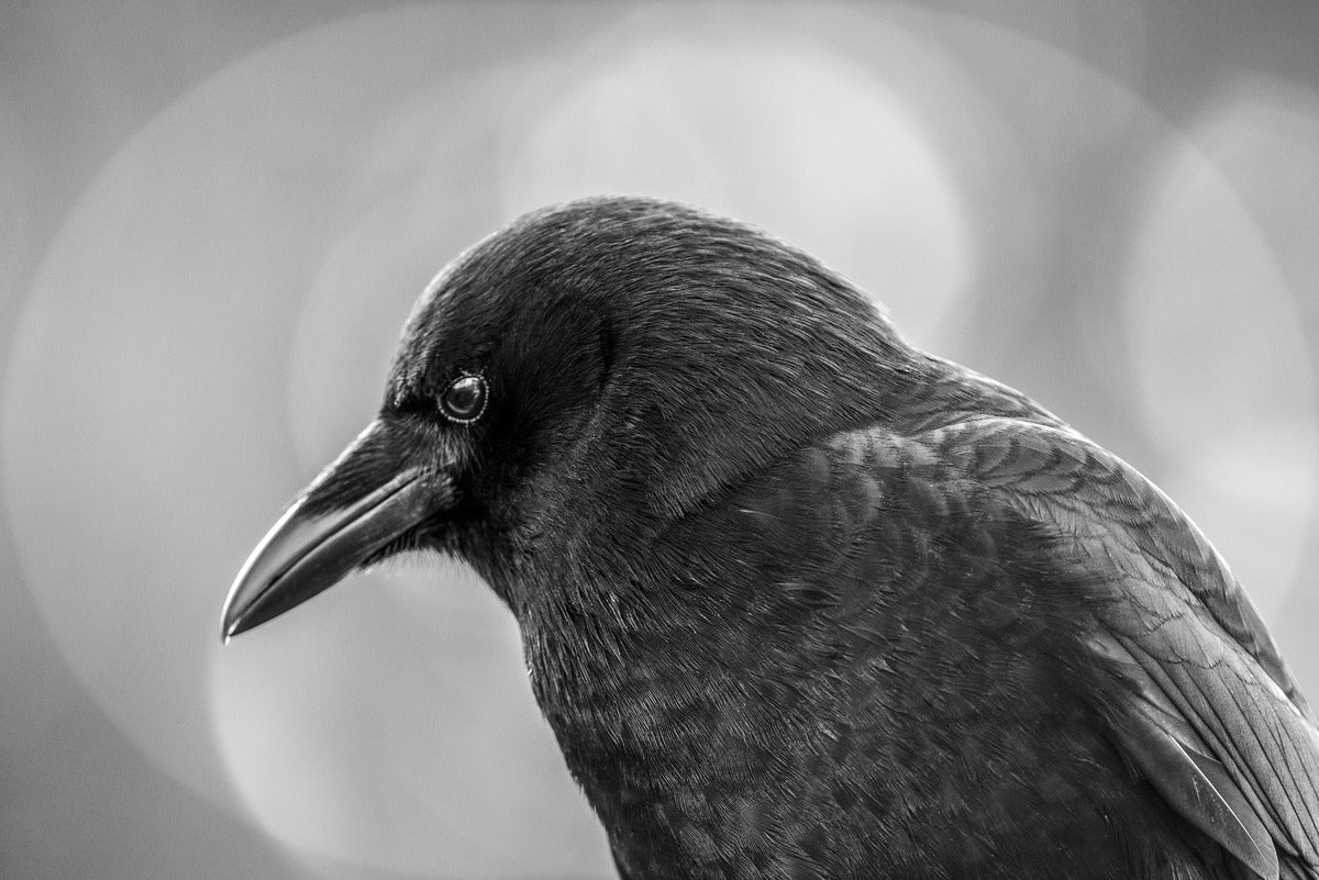 2162485 :: Giclée Poster Satin Photo Paper Print