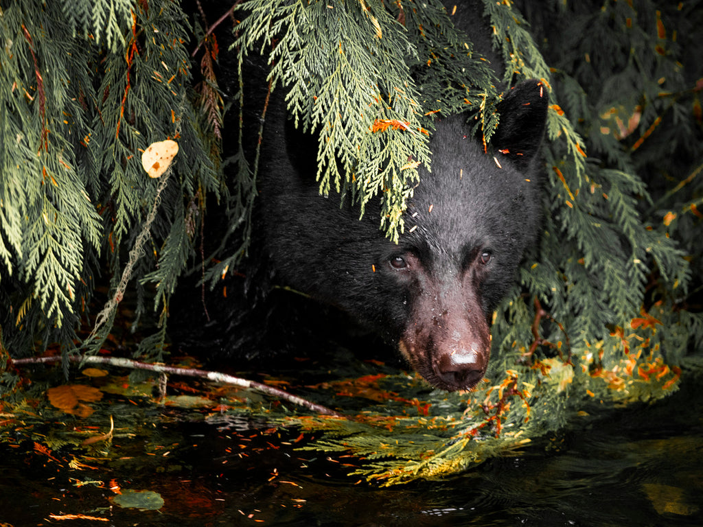 2162496 :: Giclée Poster Satin Photo Paper Print