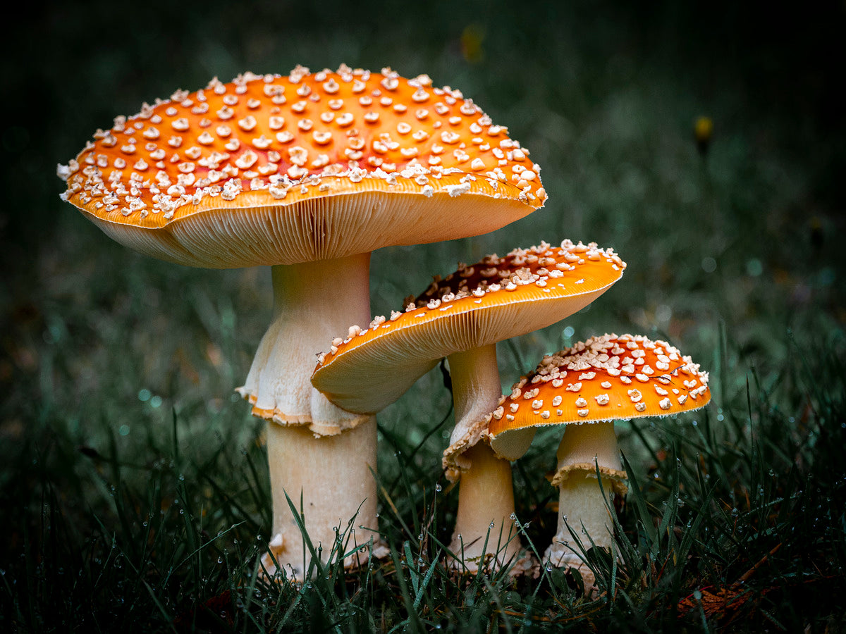 1927319 :: Giclée Rolled Canvas Print