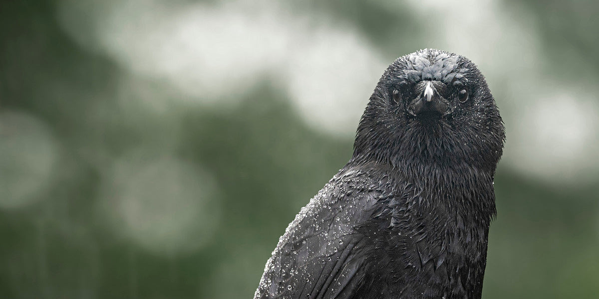 1927323 :: Giclée Rolled Canvas Print