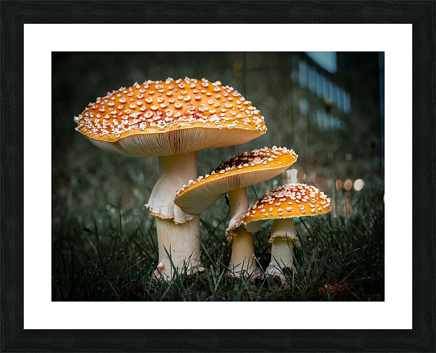 1927319 :: Framed Print