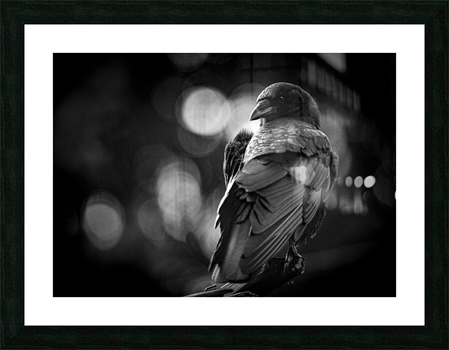 2154001 :: Framed Print