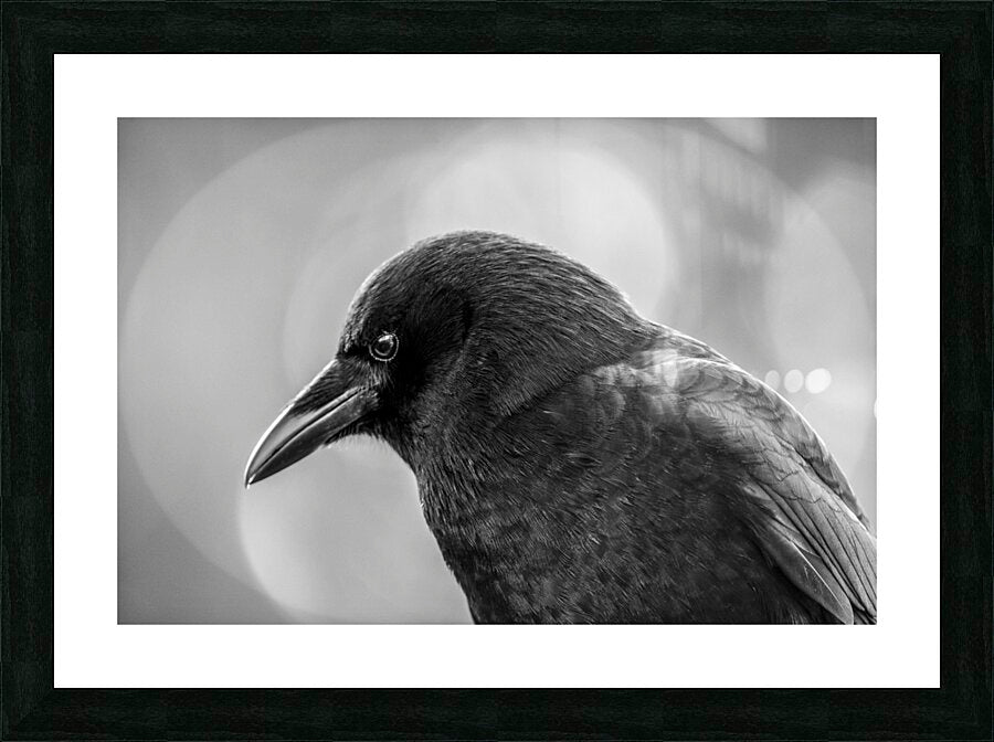 2162485 :: Framed Print
