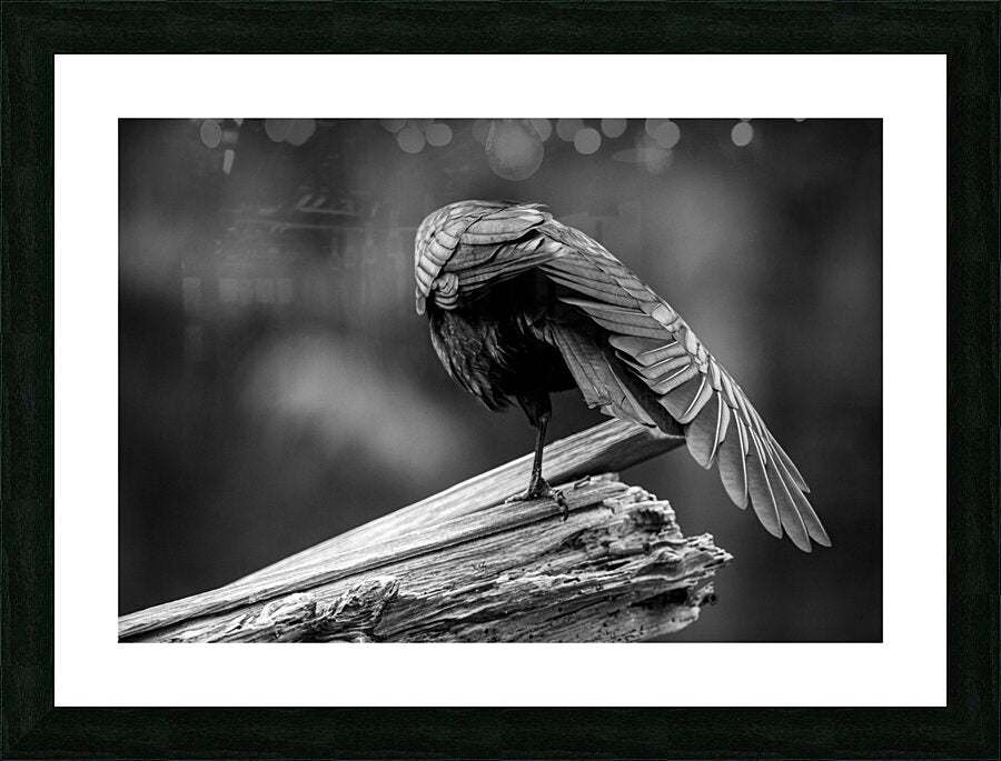 2162492 :: Framed Print