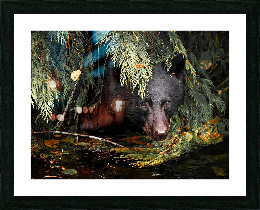 2162496 :: Framed Print