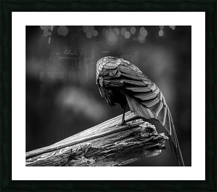 2162499 :: Framed Print