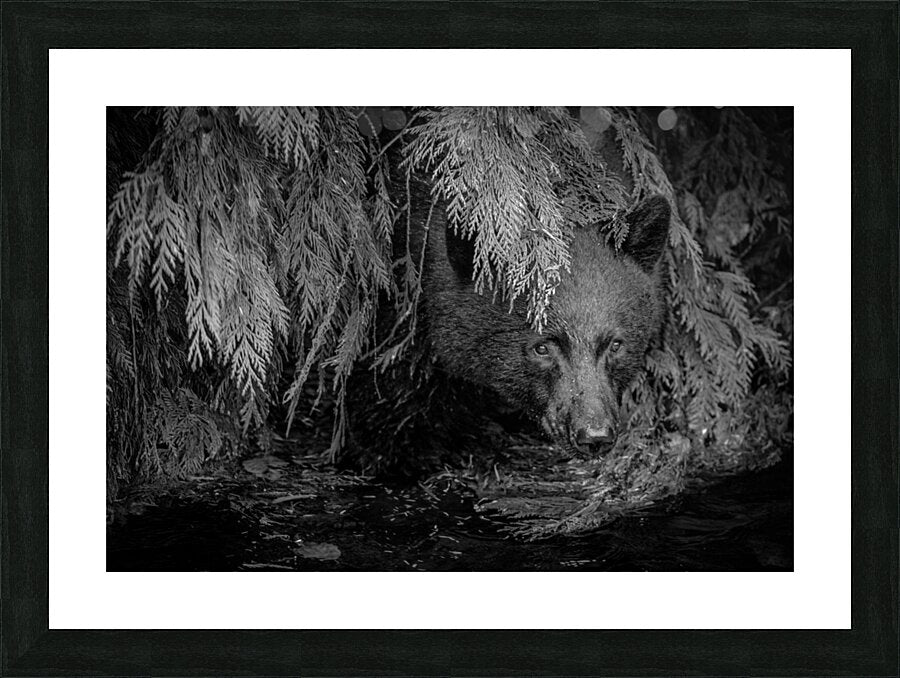 2308210 :: Framed Print