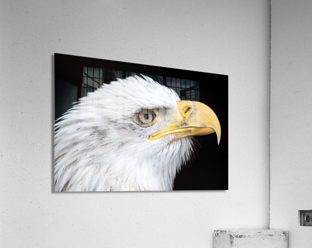 1926991 :: Acrylic Print