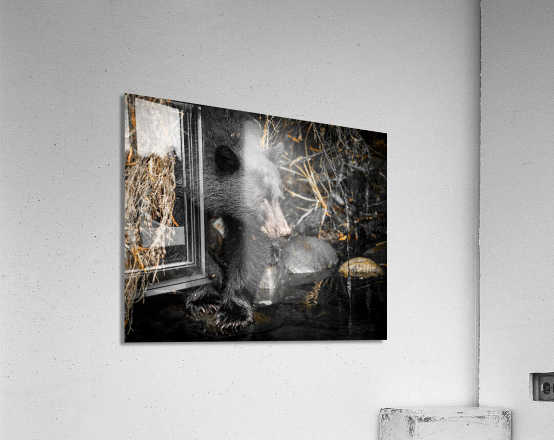 1927019 :: Acrylic Print