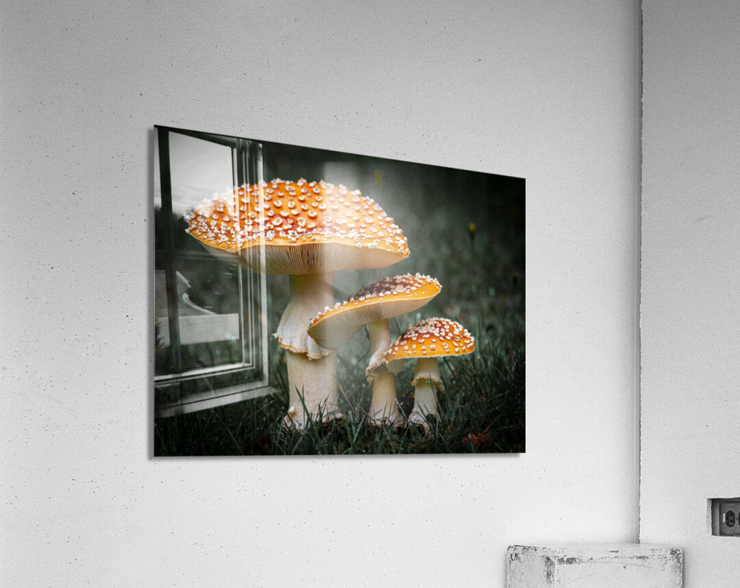 1927319 :: Acrylic Print