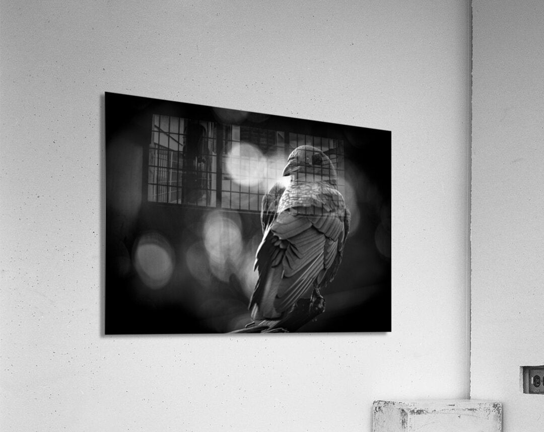 2154001 :: Acrylic Print