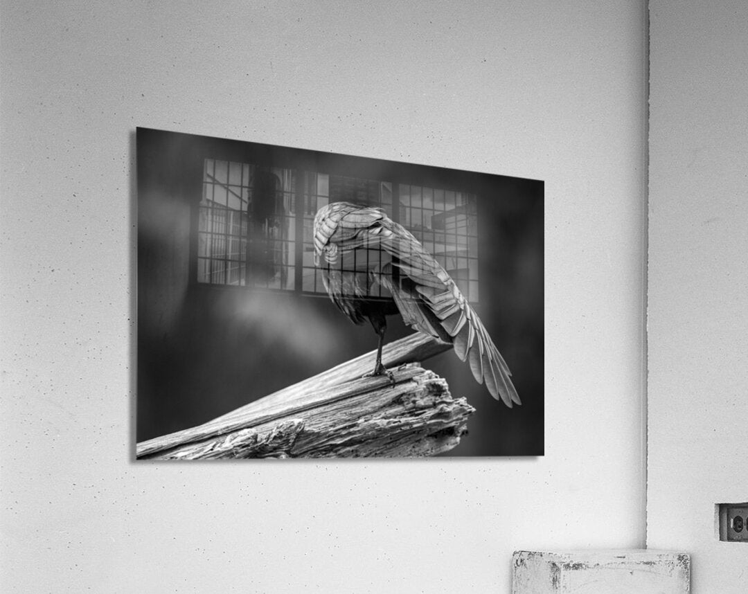 2162492 :: Acrylic Print