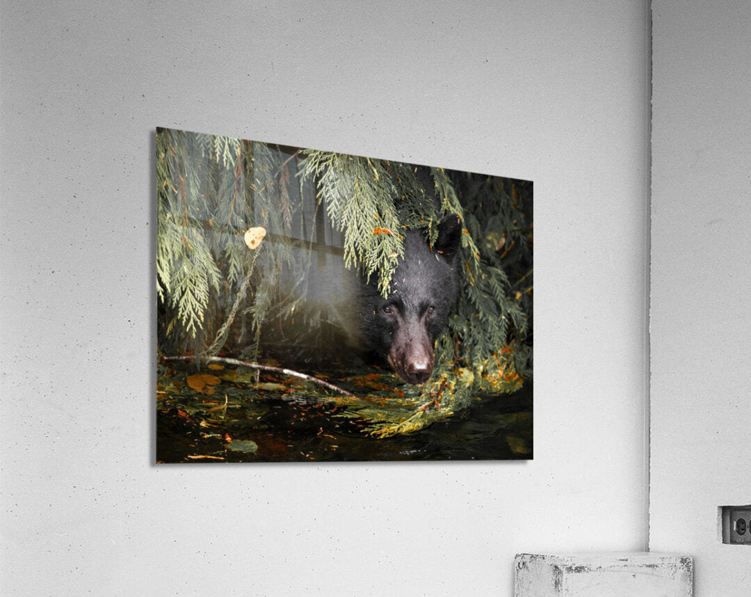 2162496 :: Acrylic Print