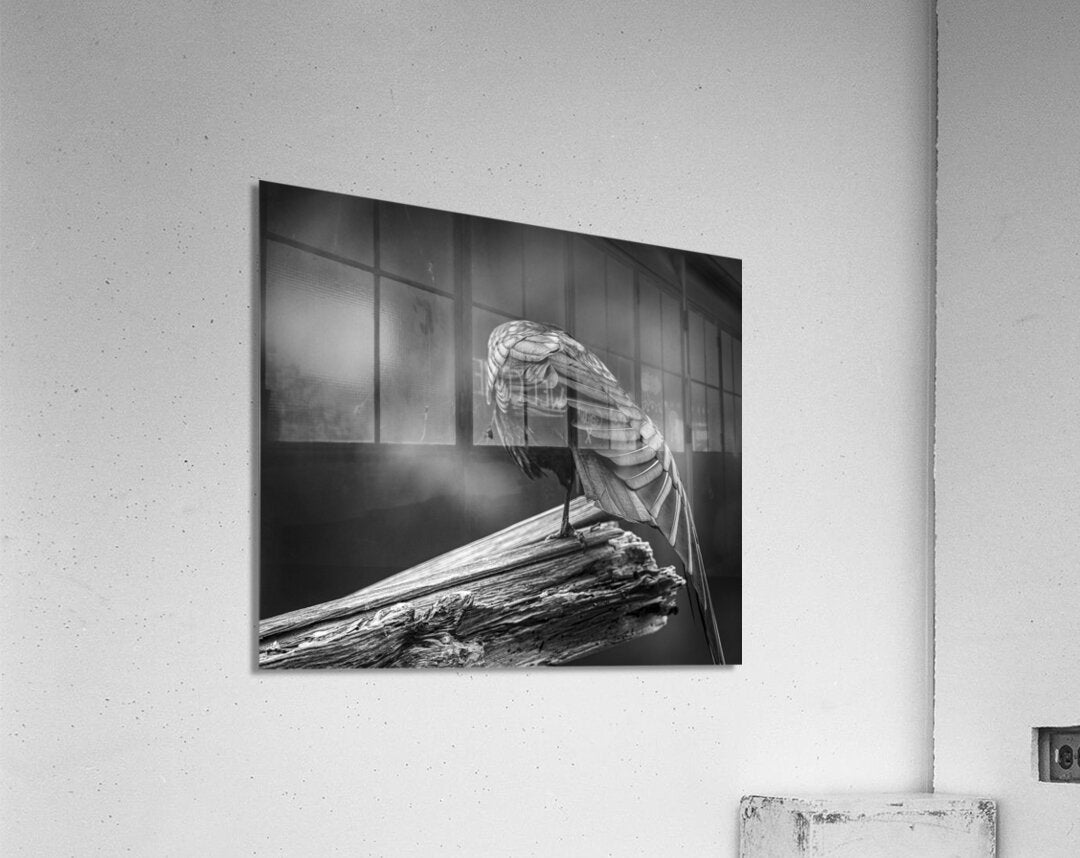 2162499 :: Acrylic Print