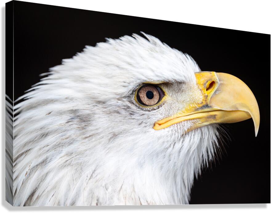 Close-up of a bald eagle's head on a black background