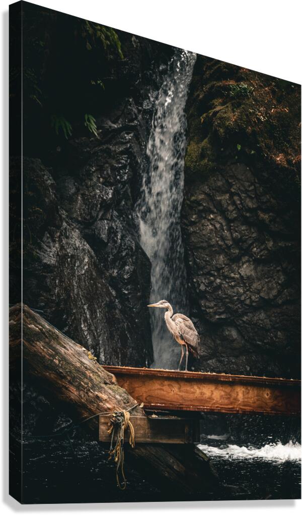 Heron standing on a wooden platform with a waterfall in the background