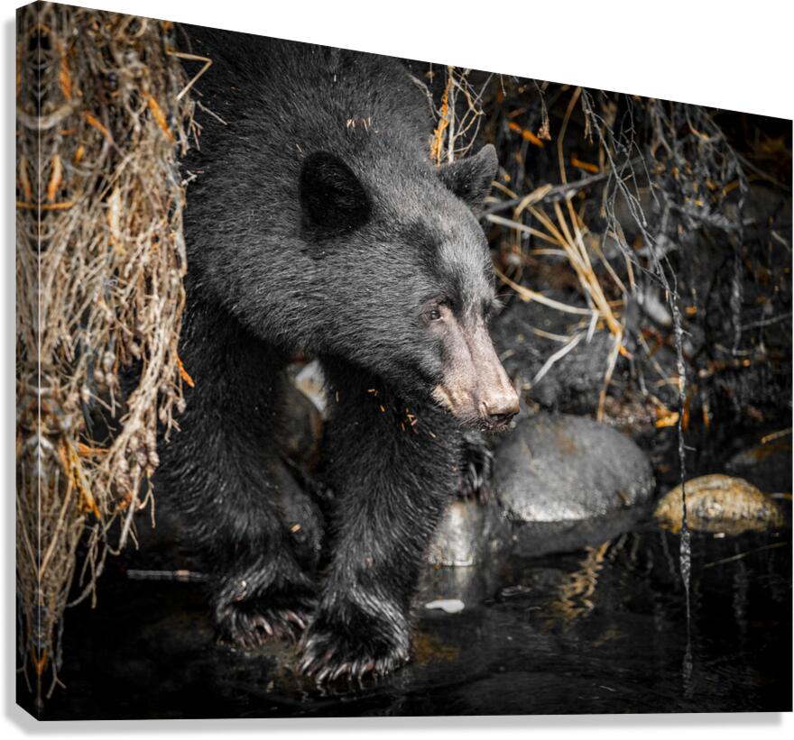 Black bear in mystical forest setting - wildlife photography