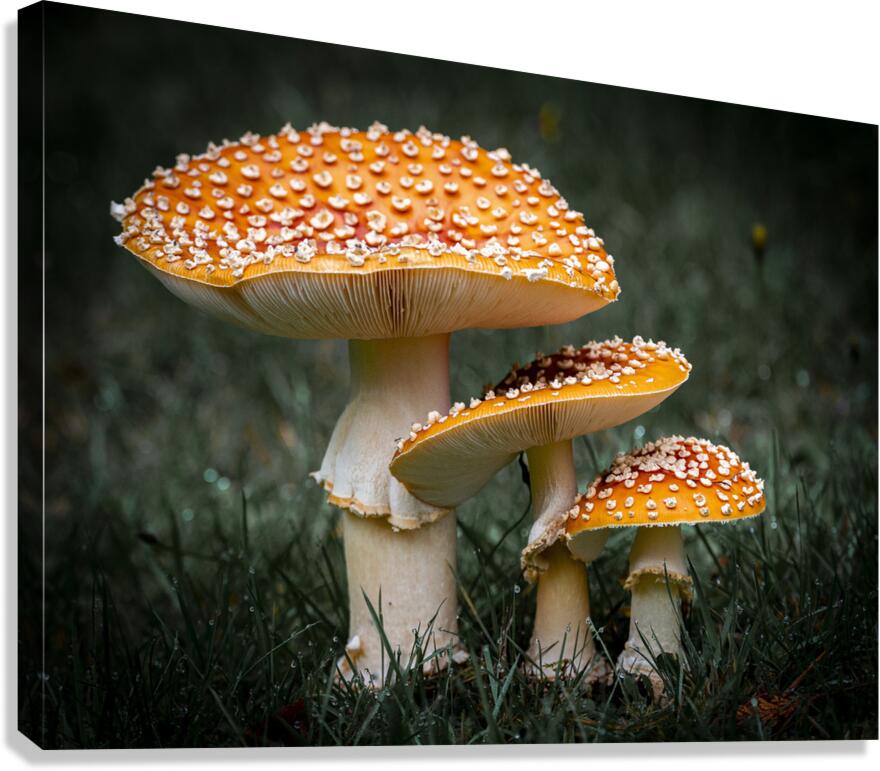 Three mushrooms on forest floor - fungi photography