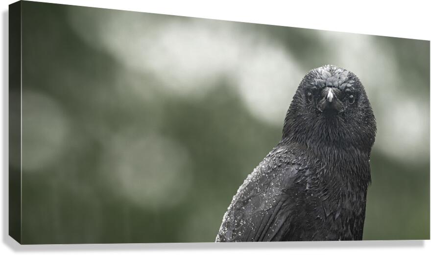 Watchful crow - observant bird photography
