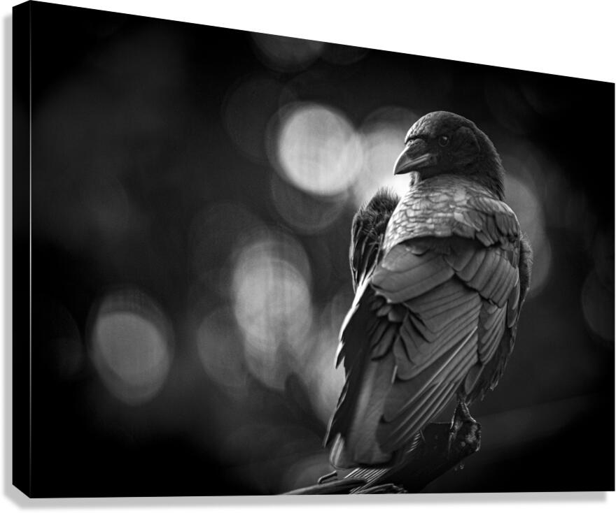 Wise crow - contemplative bird photography with bokeh 