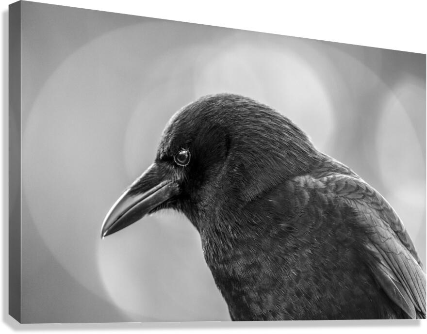 Crow surrounded by ethereal circles of light - mystical bird photography