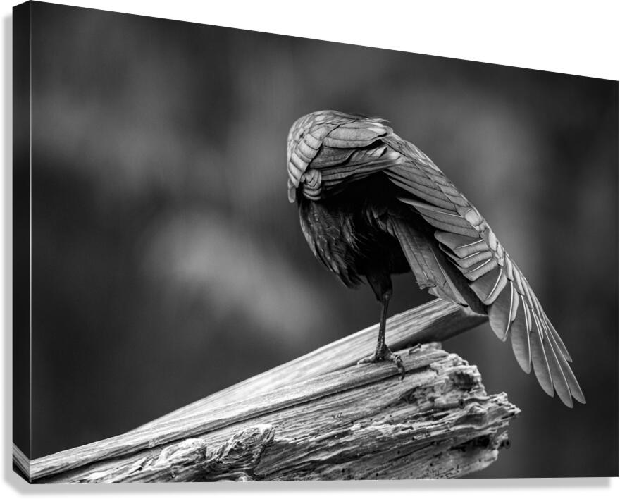 Close-up detail of black crow wing feathers - abstract bird photography