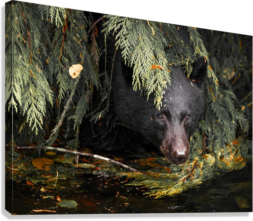 Black bear peeking out from behind green foliage near water