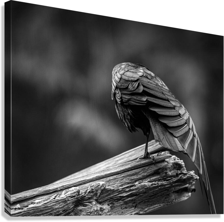 Macro detail of crow wing feather texture - abstract nature photography