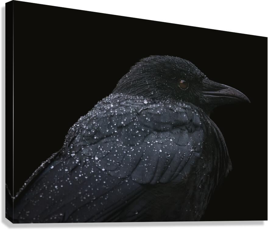 Black crow in rainfall - atmospheric wildlife photography