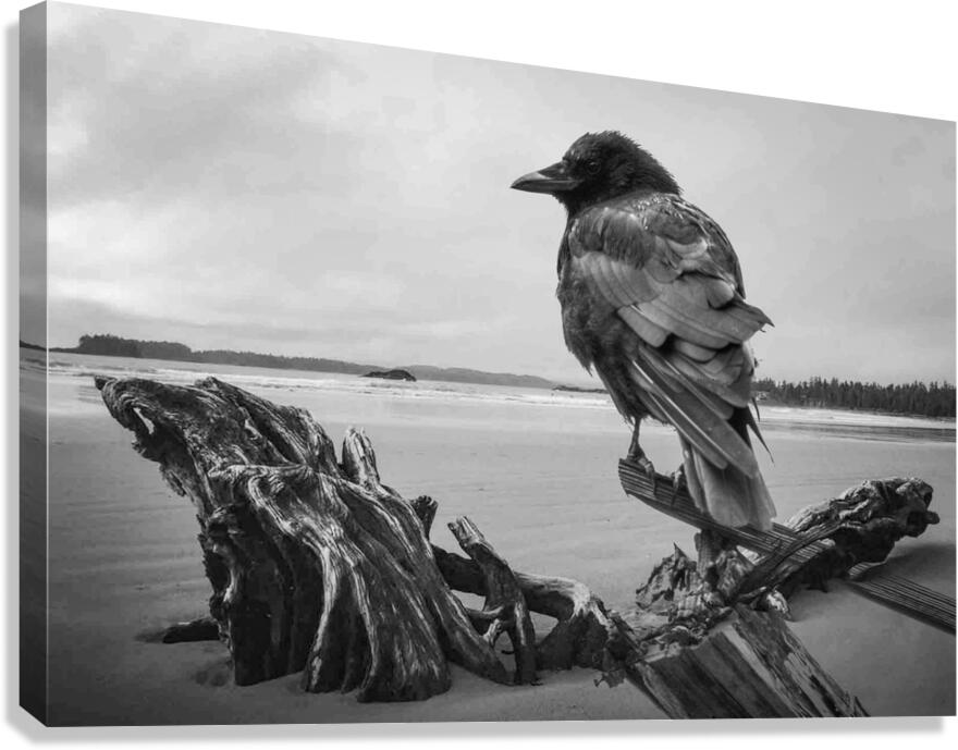 Crow standing on weathered driftwood on coastal beach - bird photography