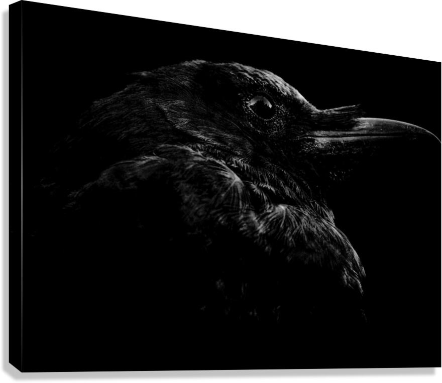 Crow in deep midnight tones with moody atmosphere - dark bird photography