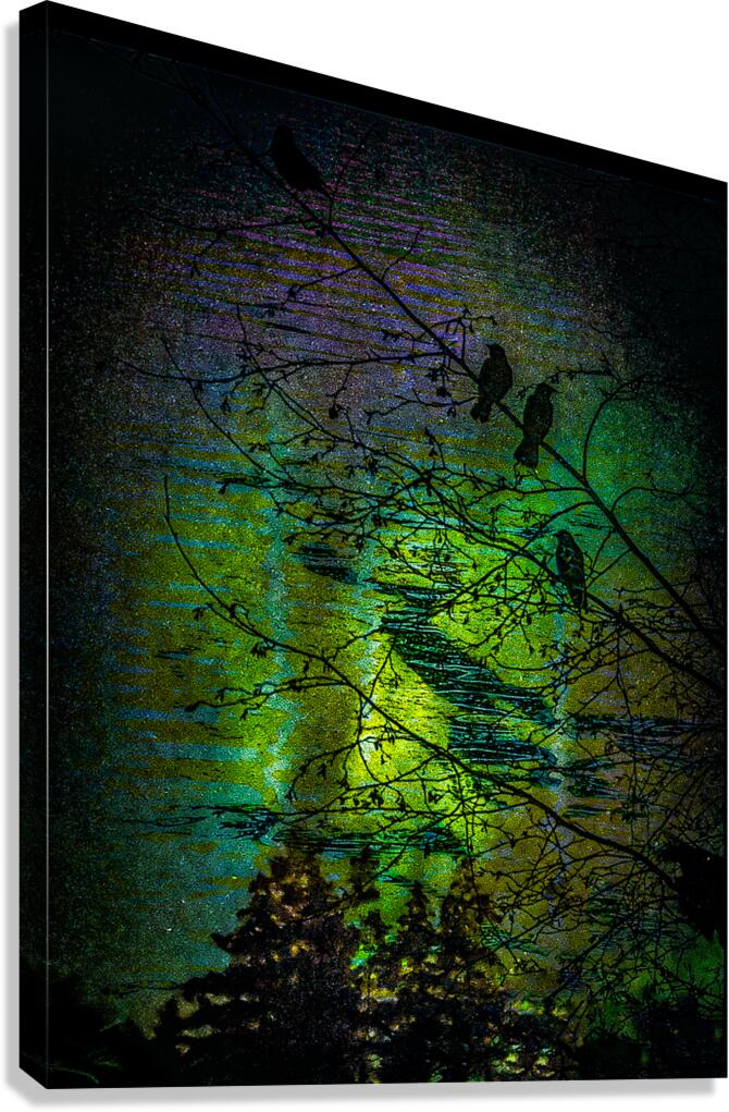 Crows in soft twilight sky with purple and orange hues - atmospheric bird photography