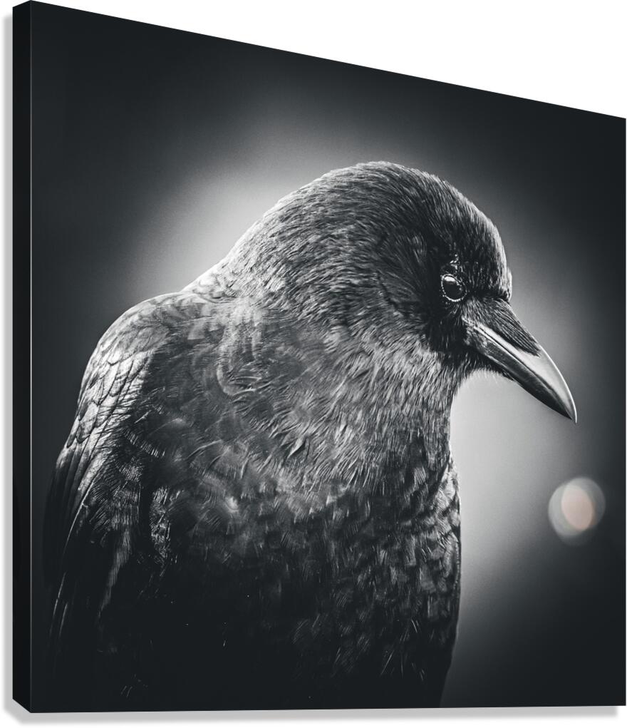 Crow interacting with beams of sunlight - dramatic bird photography