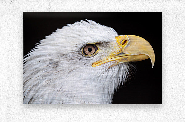 1926991 :: Brushed Metal Print