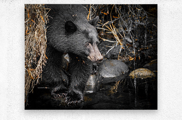 1927019 :: Brushed Metal Print