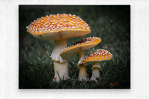 1927319 :: Brushed Metal Print