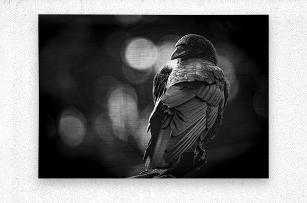 2154001 :: Brushed Metal Print