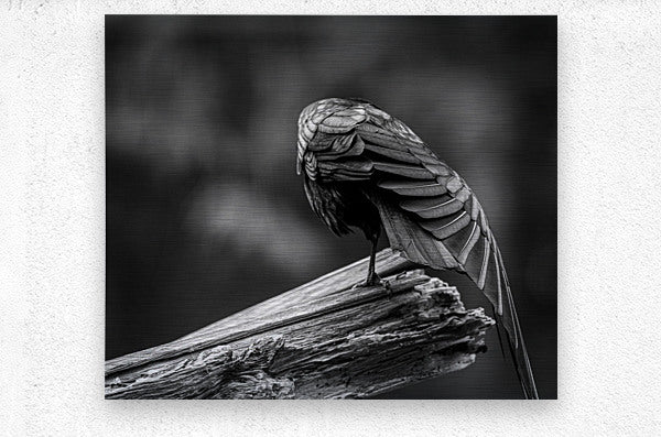 2162499 :: Brushed Metal Print