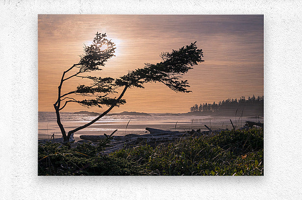 2162530 :: Brushed Metal Print